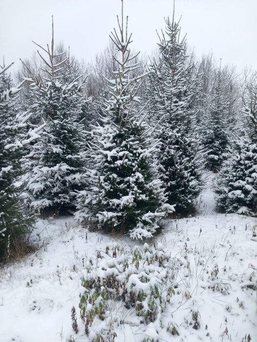 świerk pospolity hurt/detal