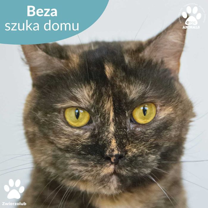 Prześliczna kotka szuka domu!