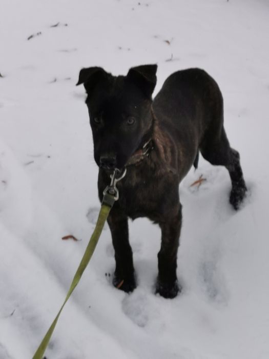 Owczarek Holenderski ostra