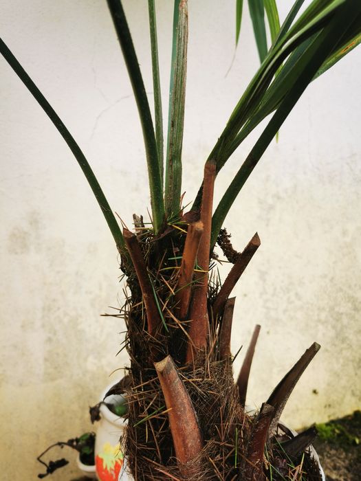 Palmeira em vaso