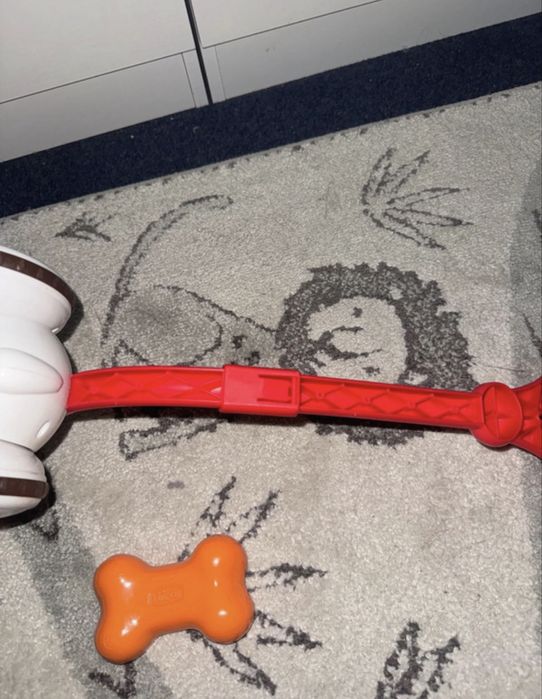 Cão detetive chicco