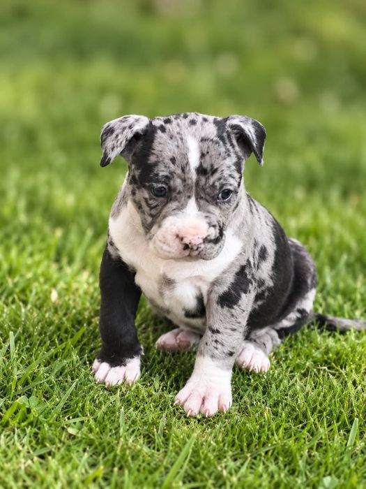 American Staffordshire Terrier 2026 ***Złota Granda *** Sunia Merle