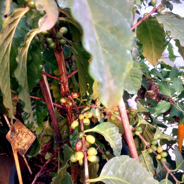 Café Arábica Plantas em vasos de 50 litros a produzir