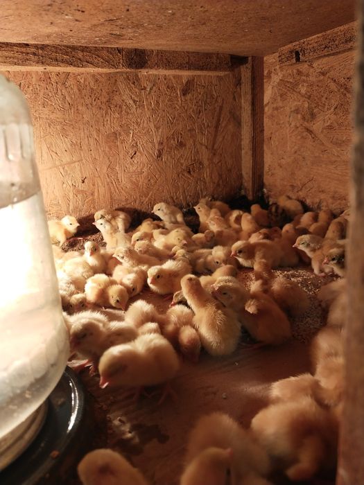 Перепелята суточні та підрощені