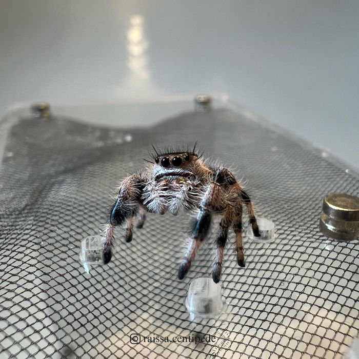 Skakun królewski Bahama (Phidippus regius)