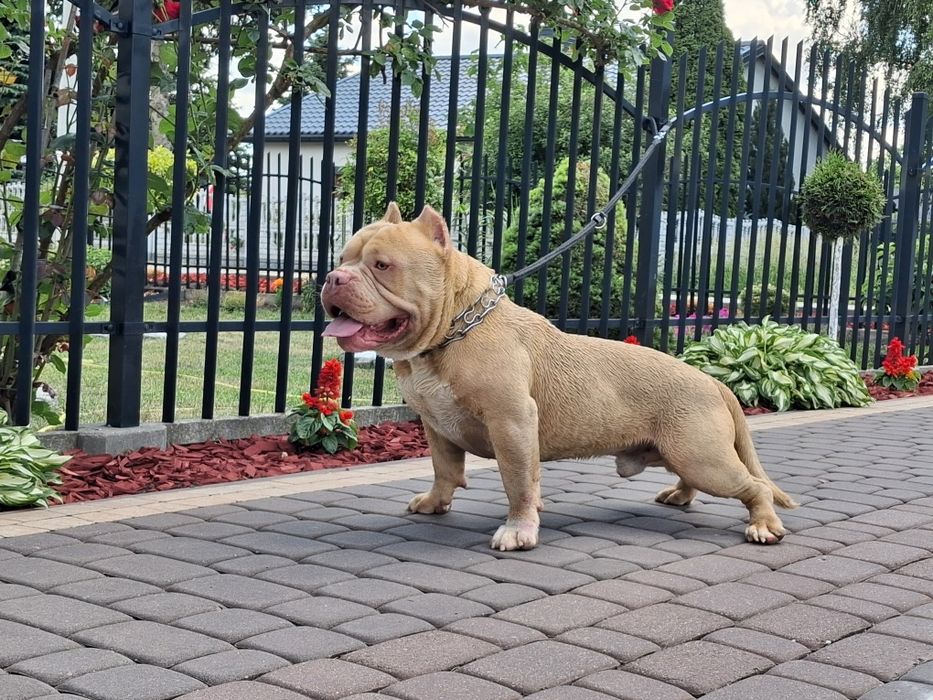 American bully okazja