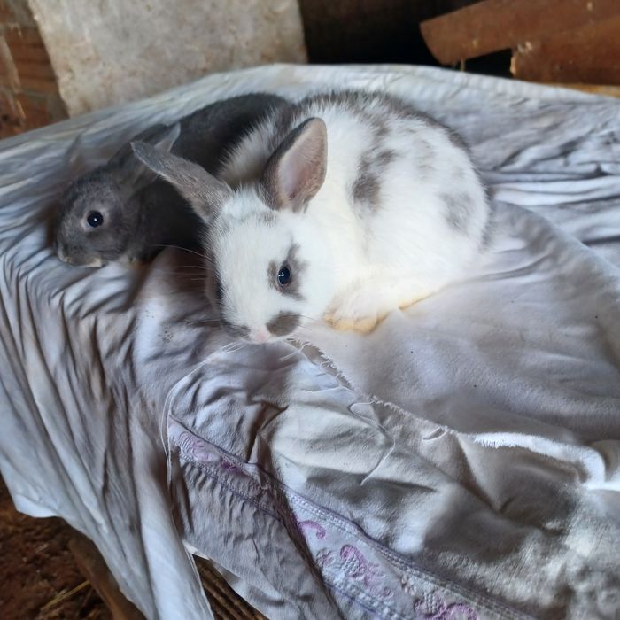 Vendo coelhos anões