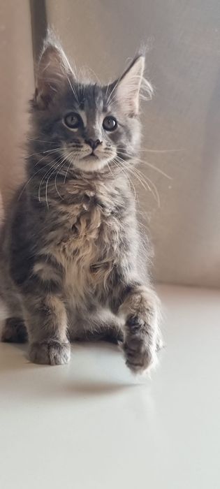 Gatinho Maine Coon