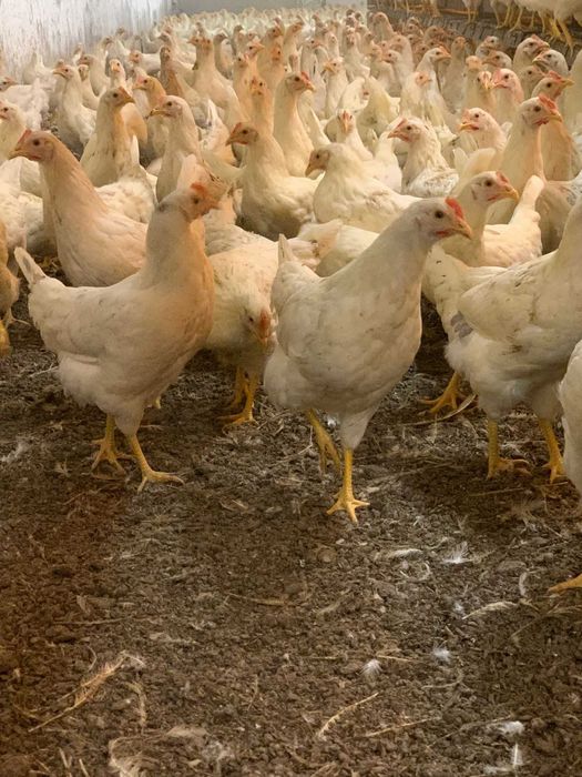 Kury nioski Rosa z wolnego wybiegu prosto od hodowcy.Dowóz Gratis.