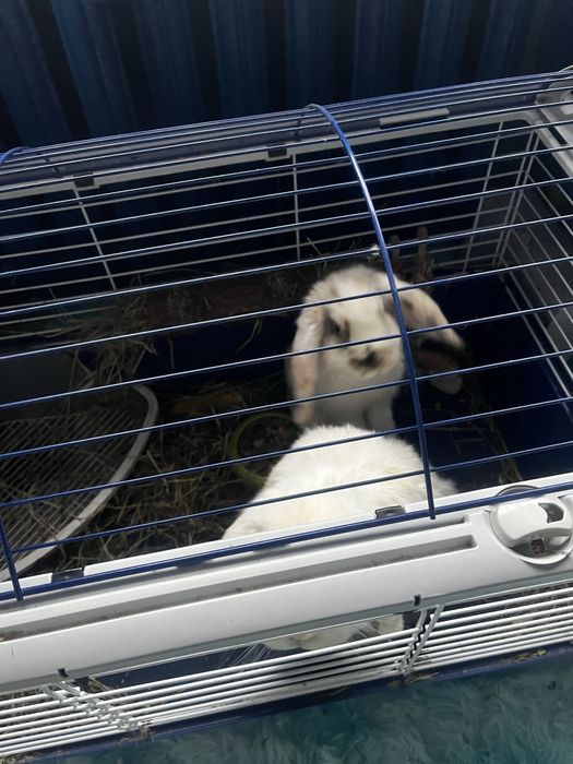 Krolik miniaturowy. Mini lop.