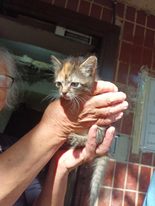 Котята ищут добрые руки СОС срочно