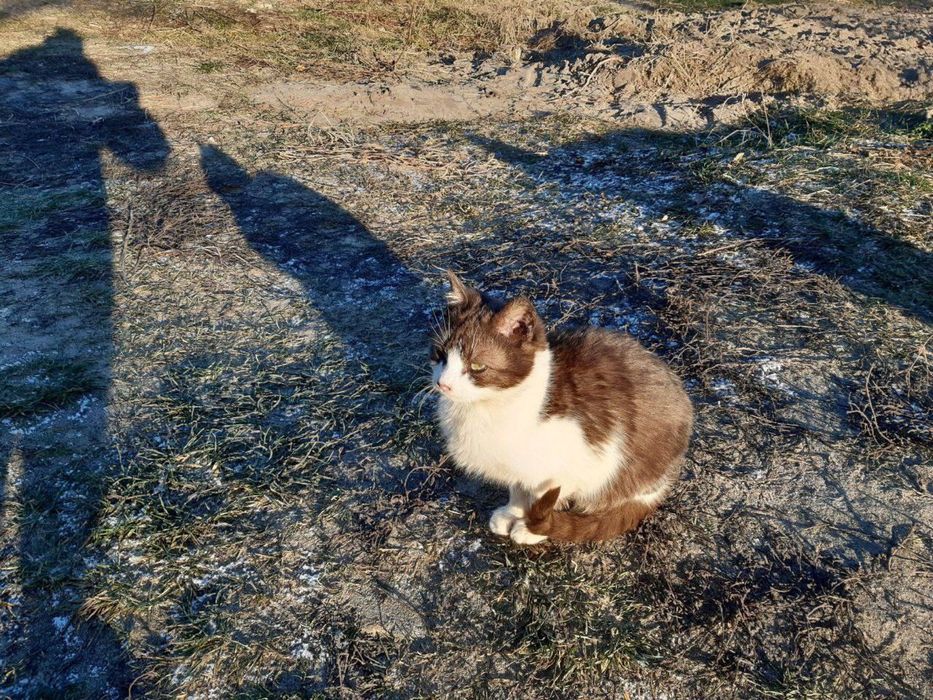 Котеня (Хлопчики/Дівчатка)