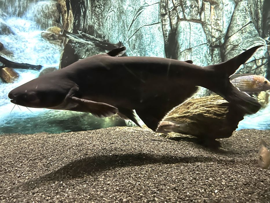 Duży i zdrowy sum rekini 45cm