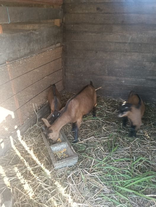 Vendo cabritos anões machos