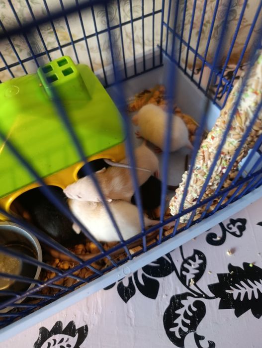 Продаються ручні крисенята.