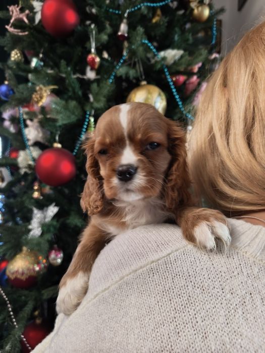 Кавалер Чарльз кинг спаниель ксу