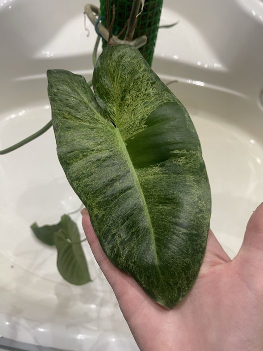 Филодендрон є 2 штуки