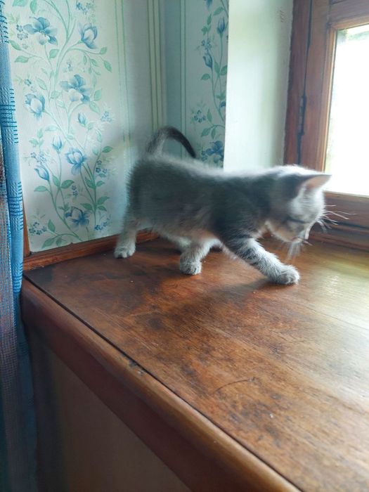 Котенок мальчик в добрые руки