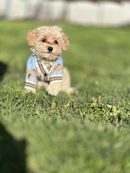 Кумедні маленькі крихітні цуцики породи мальтіпу. Чистокровні, з гарною генетикою. В нас самі кращі малюки. Приїжджайте.