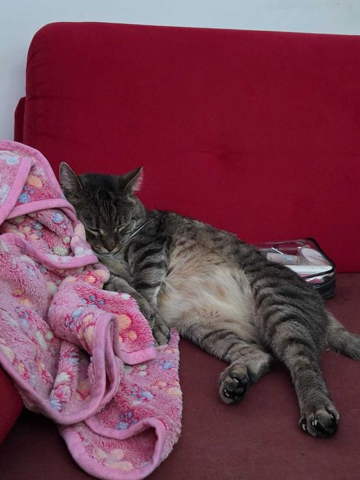 IGNAŚ - 6-letni kocur FIV+ kochany miziak do adopcji!