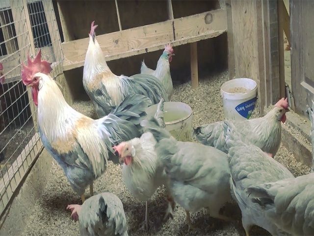 Курчата та інкубаційне яйце Леггорн білий, золото, ізабелла.