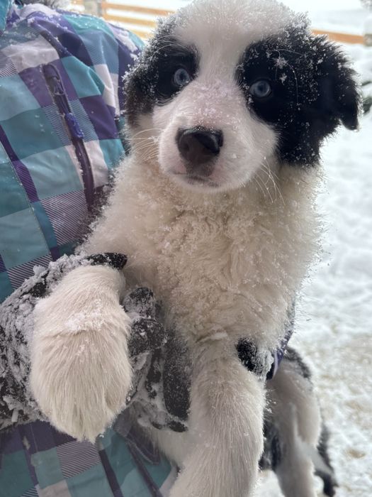 Szczeniak Border Collie