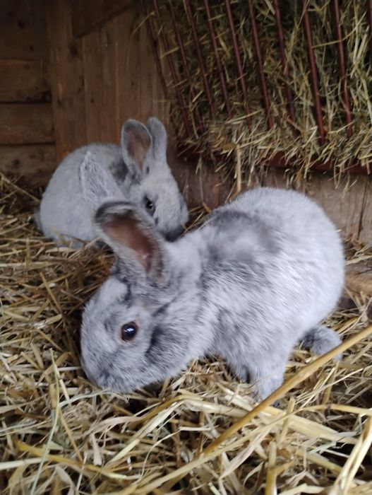 Sprzedam króliki