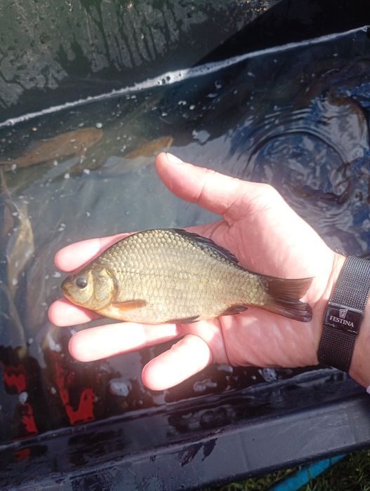 Karaś złota kroczek/tarlak.Sandacz ,Miętus ,Karp ,Lin.