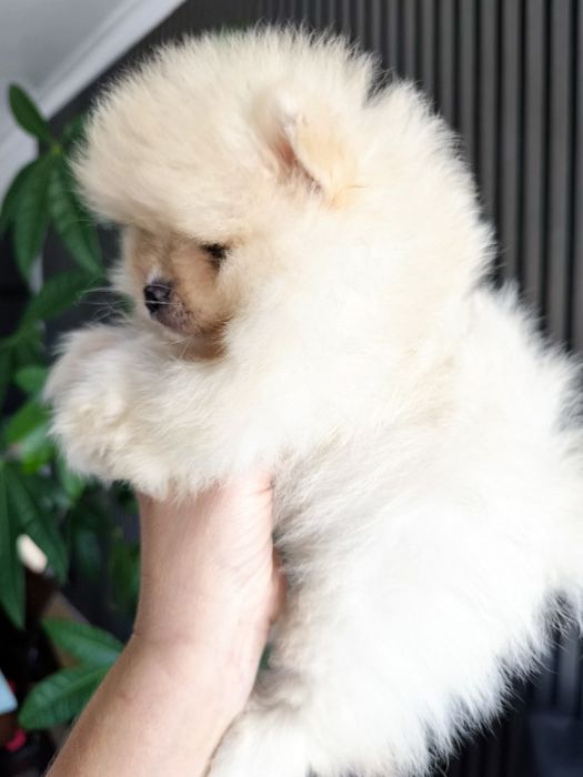 Spitz Mini. .Lulu da Pomerânia. LOP e Afixo Menina Espetácular Mini .
