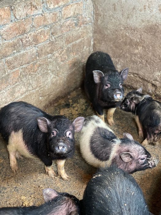 В’єтнамські поросята 3 - 4 місяці