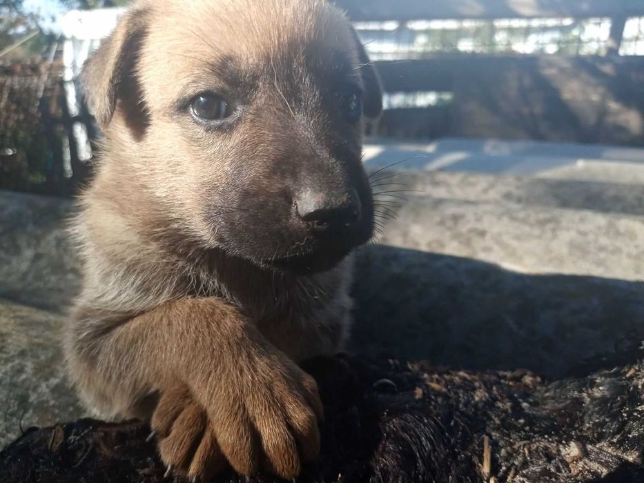 Бельгийская овчарка щенки