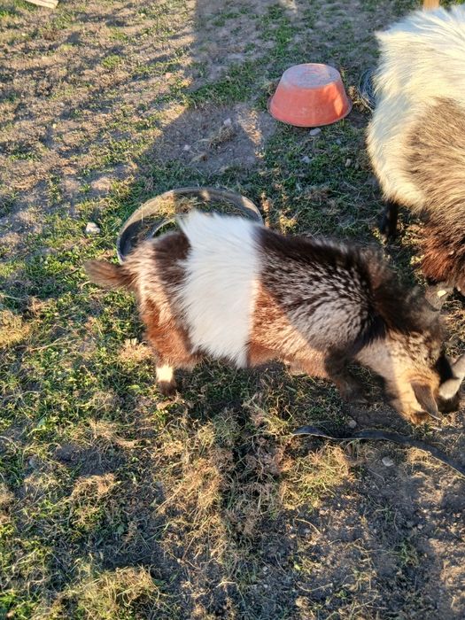 Cabrito  para vender