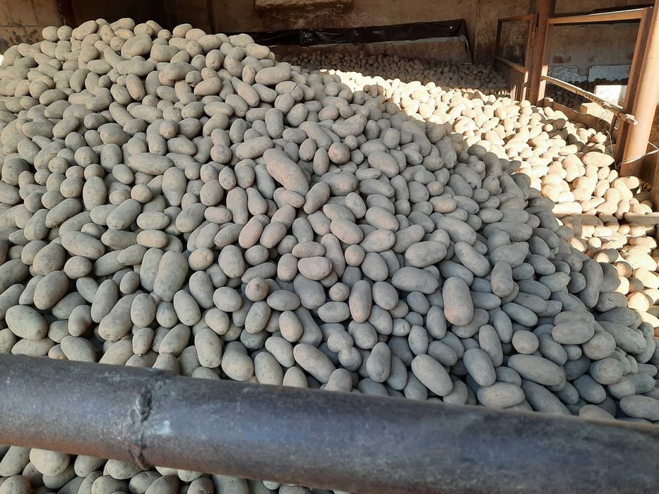 Sprzedam ziemniaki Queen Anne