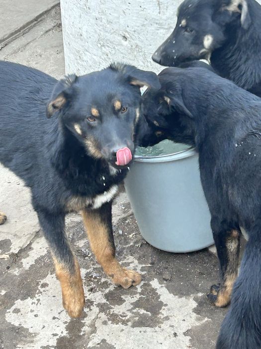 Собачки шукають люблячу сімʼю
