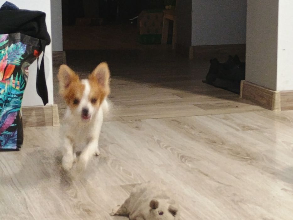 Chihuahua piesek miniatura