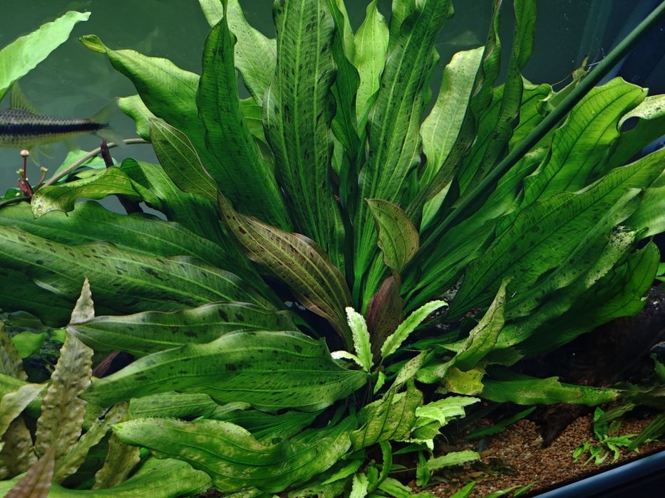 Rośliny akwariowe Echinodorus