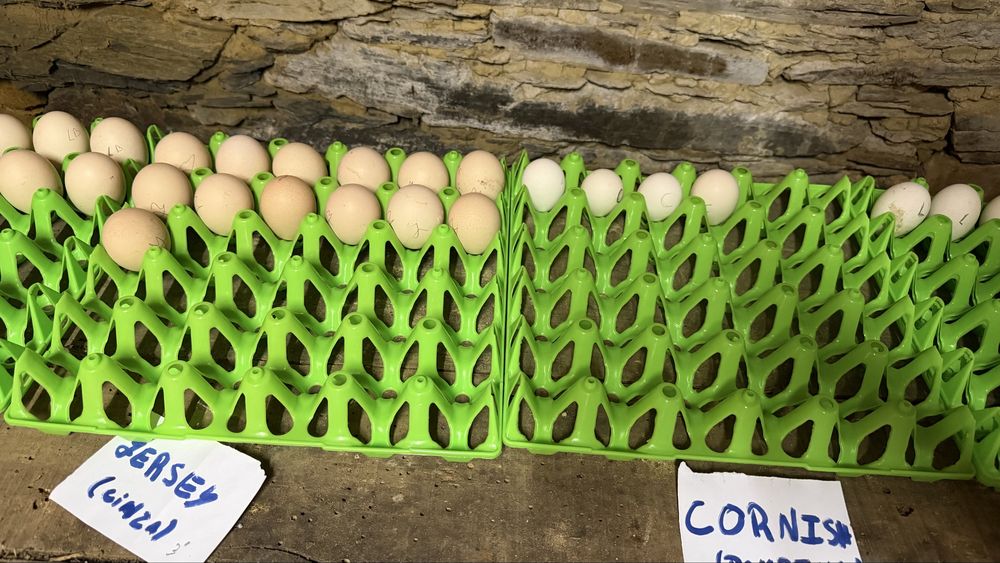 OVOS FÉRTEIS GALADOS – Malines, Jersey Gigante, La Bresse, Cornish, Pedres