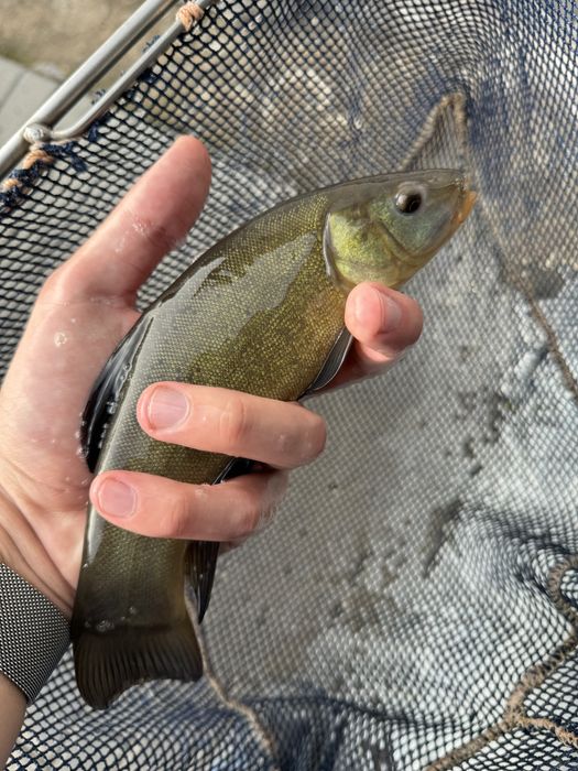 Amur amury narybek amura kroczek ryby do czyszczenia stawu