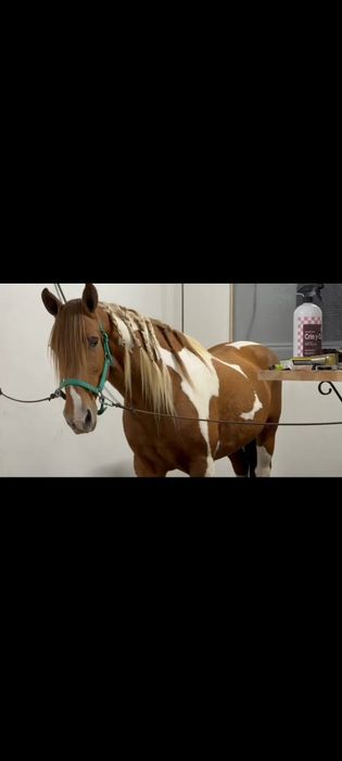 Para venda espetacular exemplar