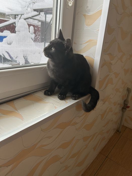 Котик-хлопчик чорний безкоштовно