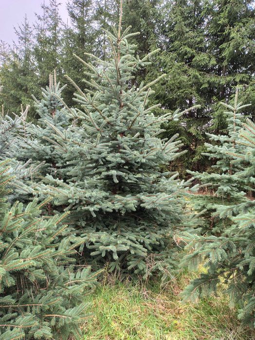 Świerk srebrny - choinki świąteczne