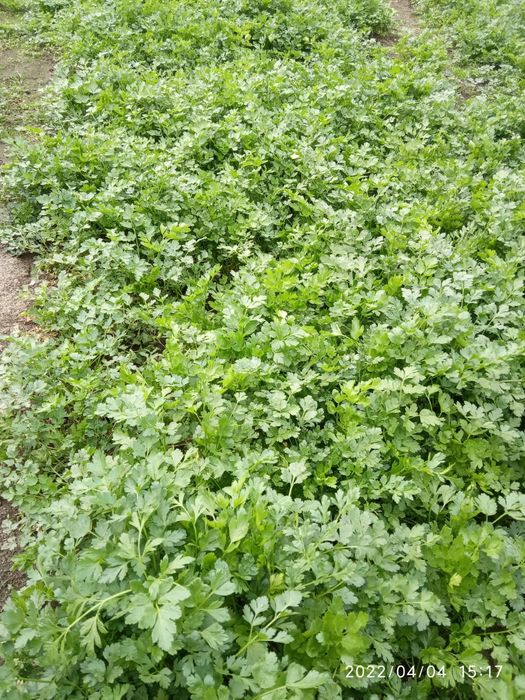 Pietruszka ekologiczna