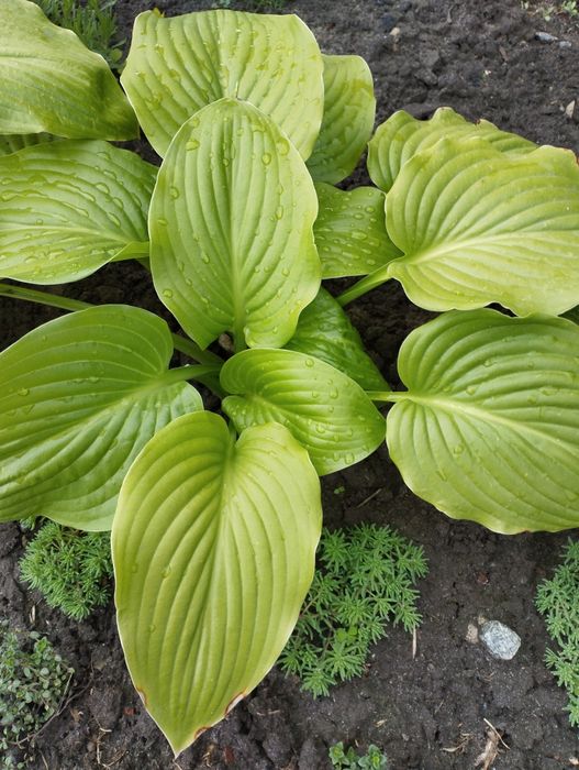 Продам хости та інші рослини.