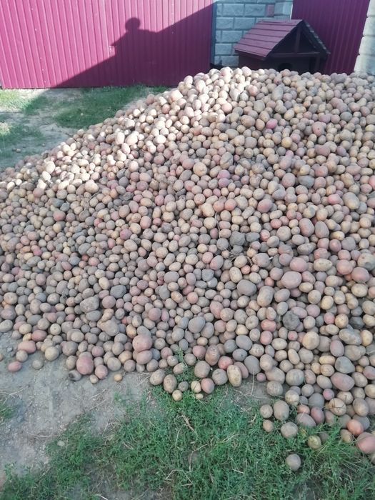 Продам картоплю 5грн