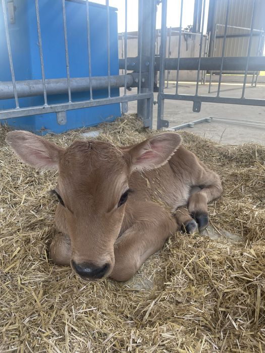 Продам бичок Джерсейської породи на племʼя,  100% Джерсейська порода