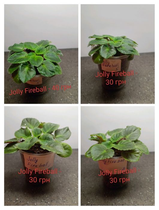 Міні фіалки продаж