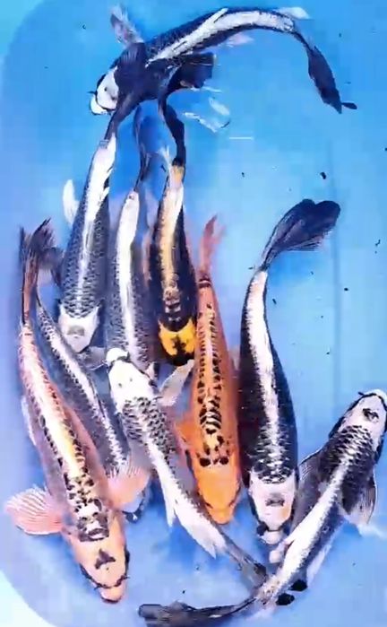 Короп коі ціна, ставкова риба, коі опт, великі коі,мікс коі,зоомагазин