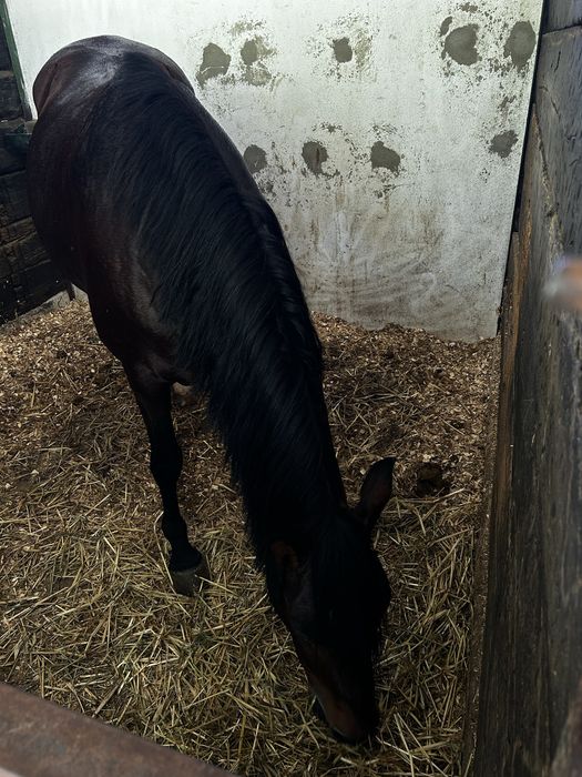 Cuidados e serviços para cavalos