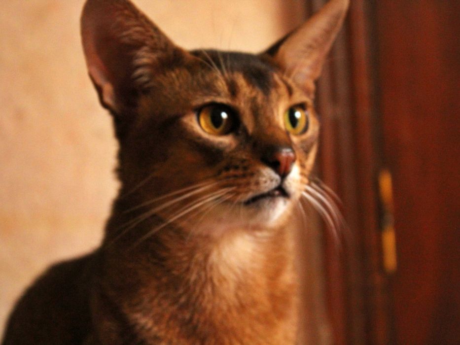 Абиссинский кот, вязка