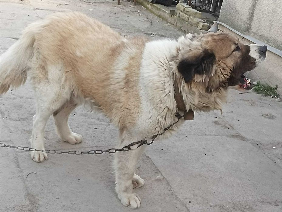 Кабель для случки кавказька вівчарка чистокровний